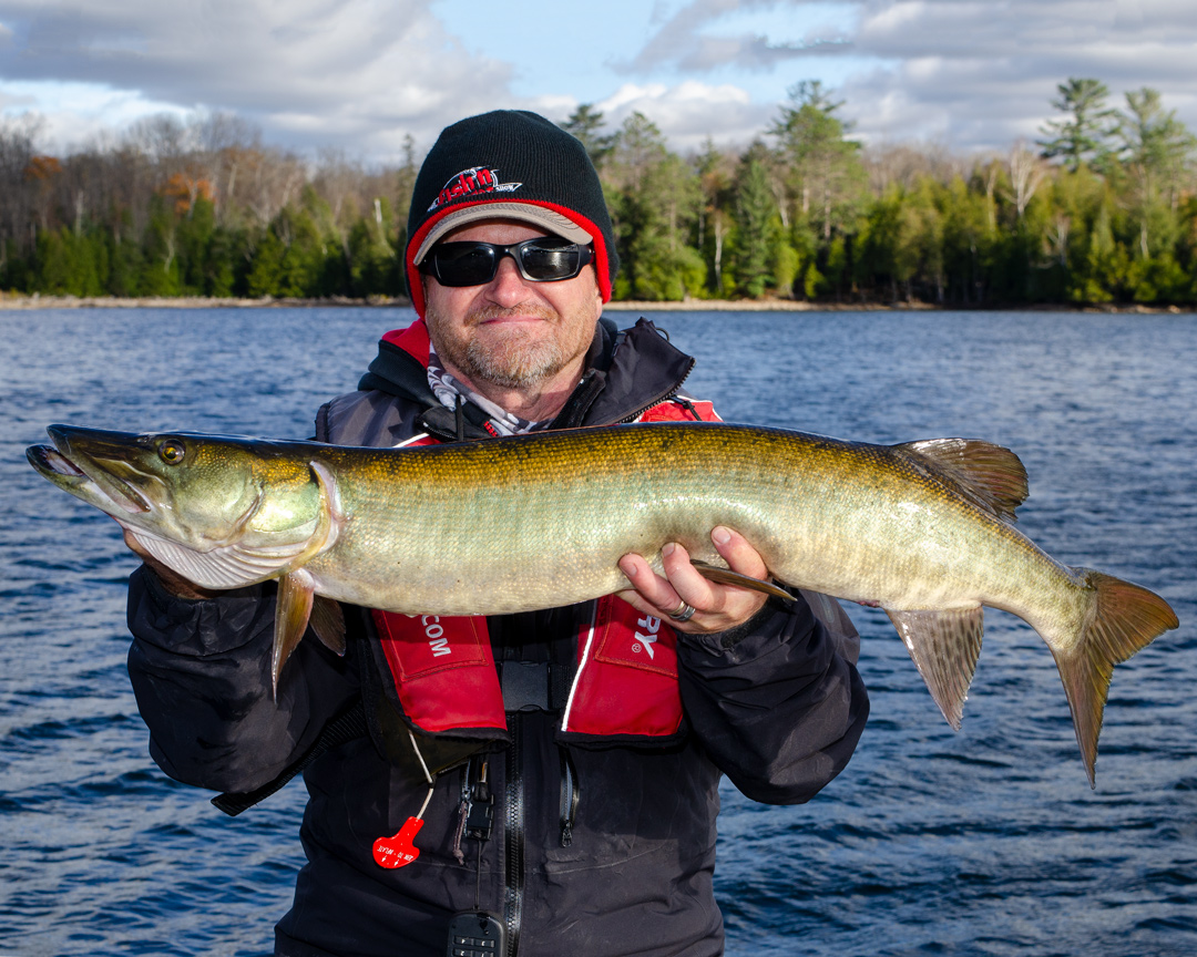 A surprise muskie while out fall smallmouth fishing