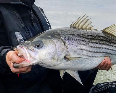 Striped bass bonanza on New Brunswick's Miramichi River • Outdoor