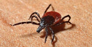 Ticks, Lyme Disease and How To Protect Yourself