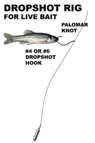 How to Rig a Live Minnow for Maximum Action - Different Ways to Hook Minnows  