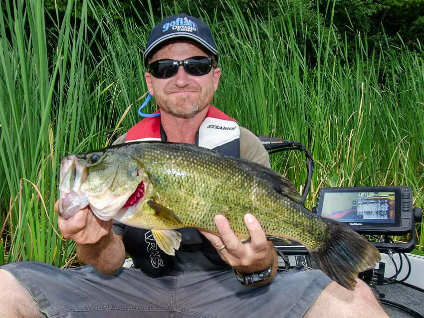 Largemouth bass – The Wilds of Ontario