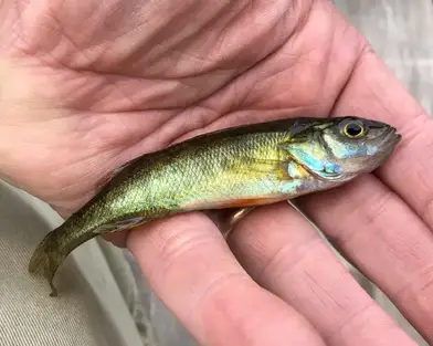 Is Perch Good To Eat? - From the Lake to the Plate - Fish'n Canada