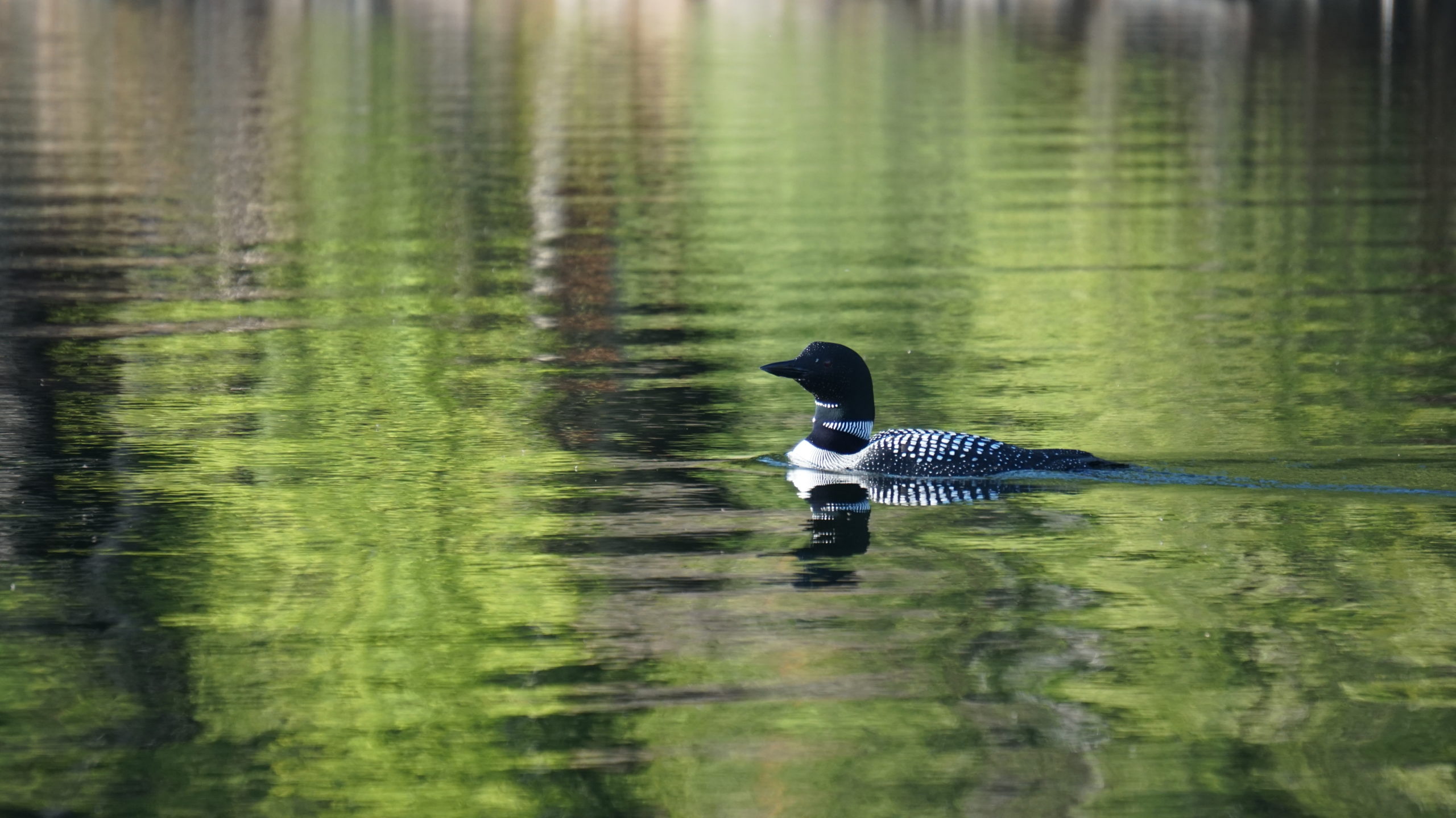 Solo Canoe Trip: Alone in the Wilderness