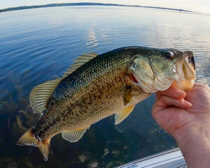 POLL: Do You Eat Largemouth or Smallmouth?