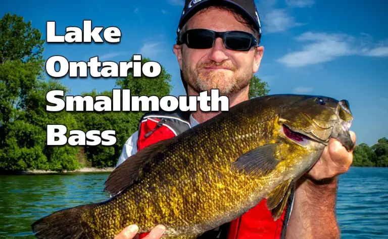 Lake Ontario Smallmouth Bass Fishn Canada