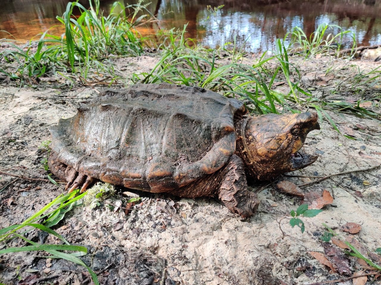 Giant 100 Lb Snapping Turtle: Catch Of The Day 