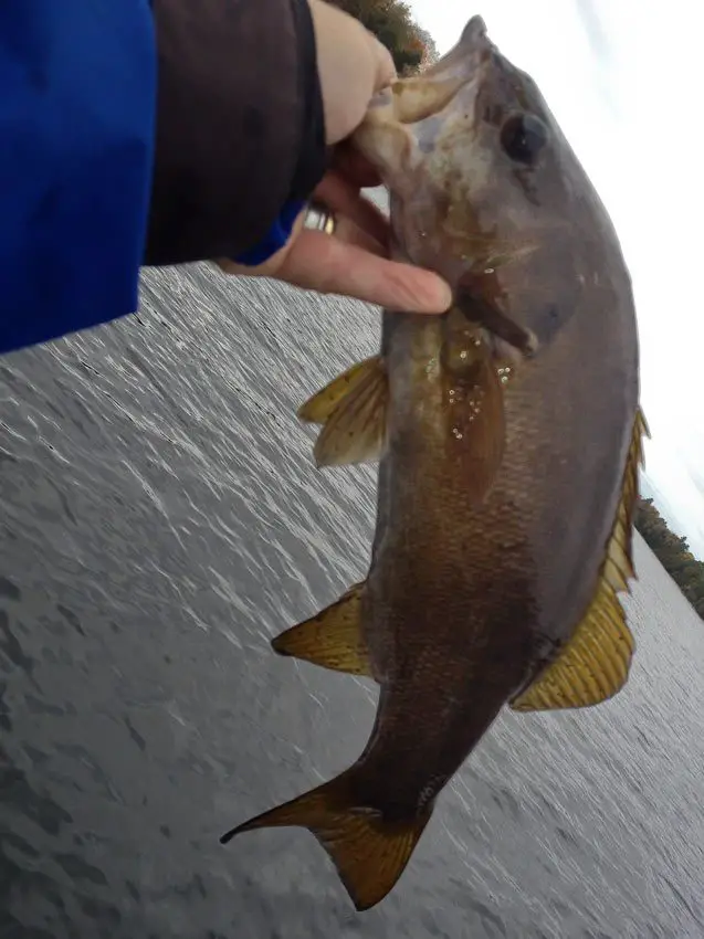 First Smallie of the day on a Tube