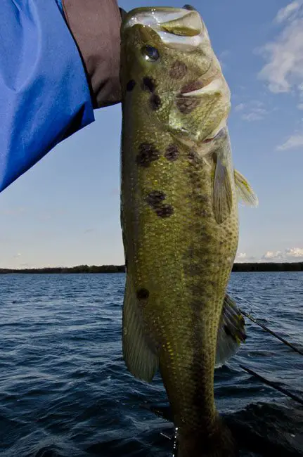 Reminds me of the movie Mr Deeds with “the Blackfoot” only this guy has “the Blackdots”. Nobody has ever given me an exact explanation of this phenomenon but the only time I see it is in the fall. Pete the biologist thinks it’s just a skin pigment change because of the dropping cold water temps. I never see it in the summer... only Oct and Nov!