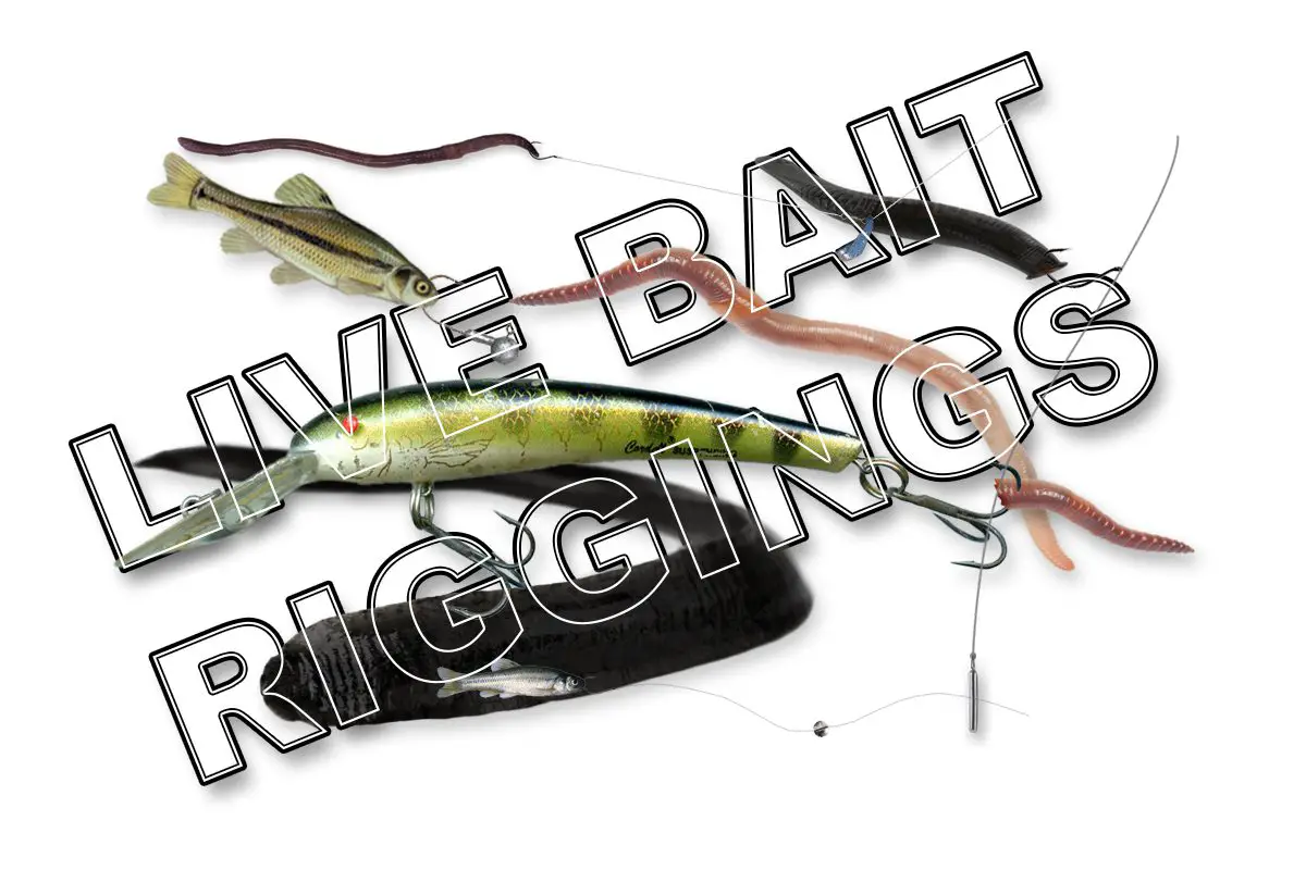 Using LIVE MINNOWS as BAIT to catch TONS of FISH! , minnow fishing