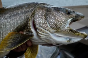 What is the Best Bait for Lake Trout Fishing? | Fish’n Canada’s Top Five Picks