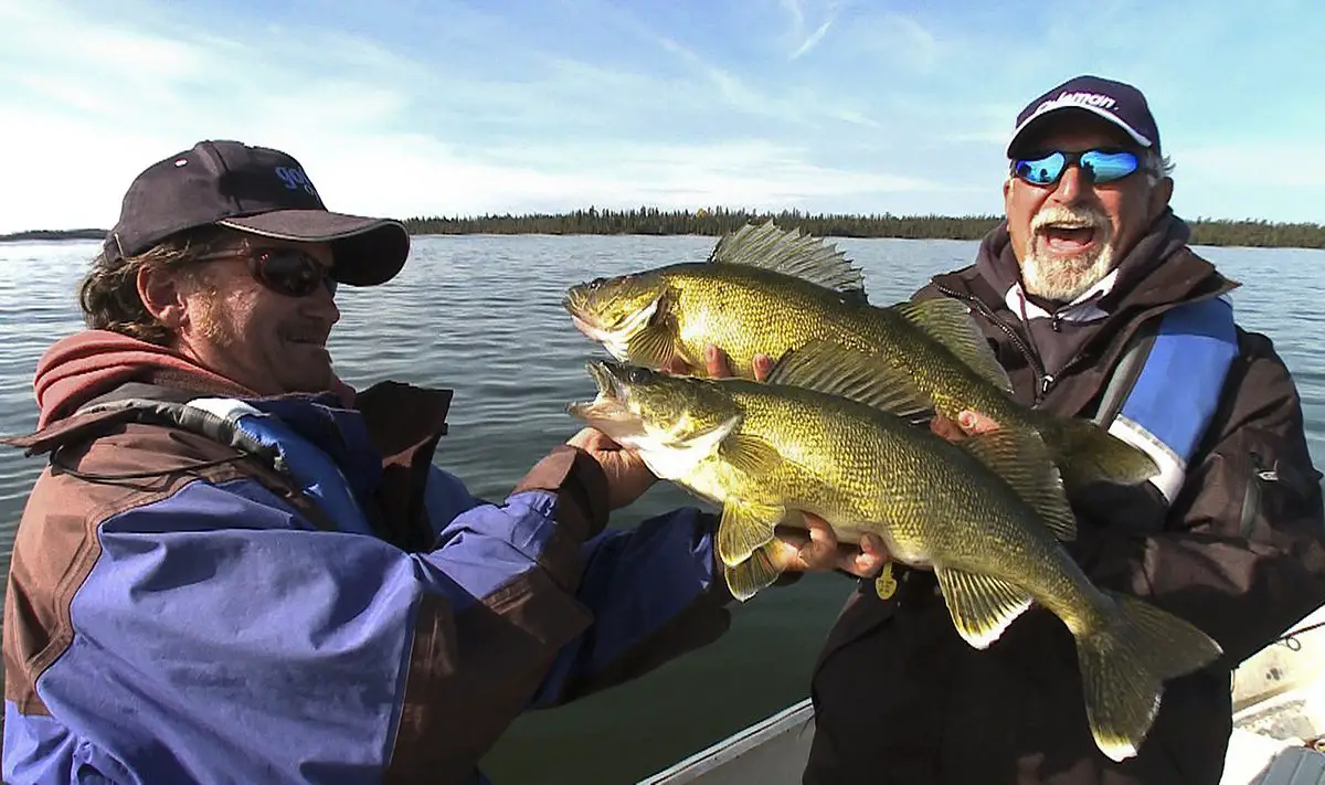 Walleye Fishing Rainy Lake near Camp Narrows Lodge in Ontario Canada