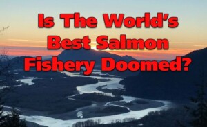 Chinook, Coho, Pink, Sockeye: Is The Best Salmon Fishery In the World Doomed?