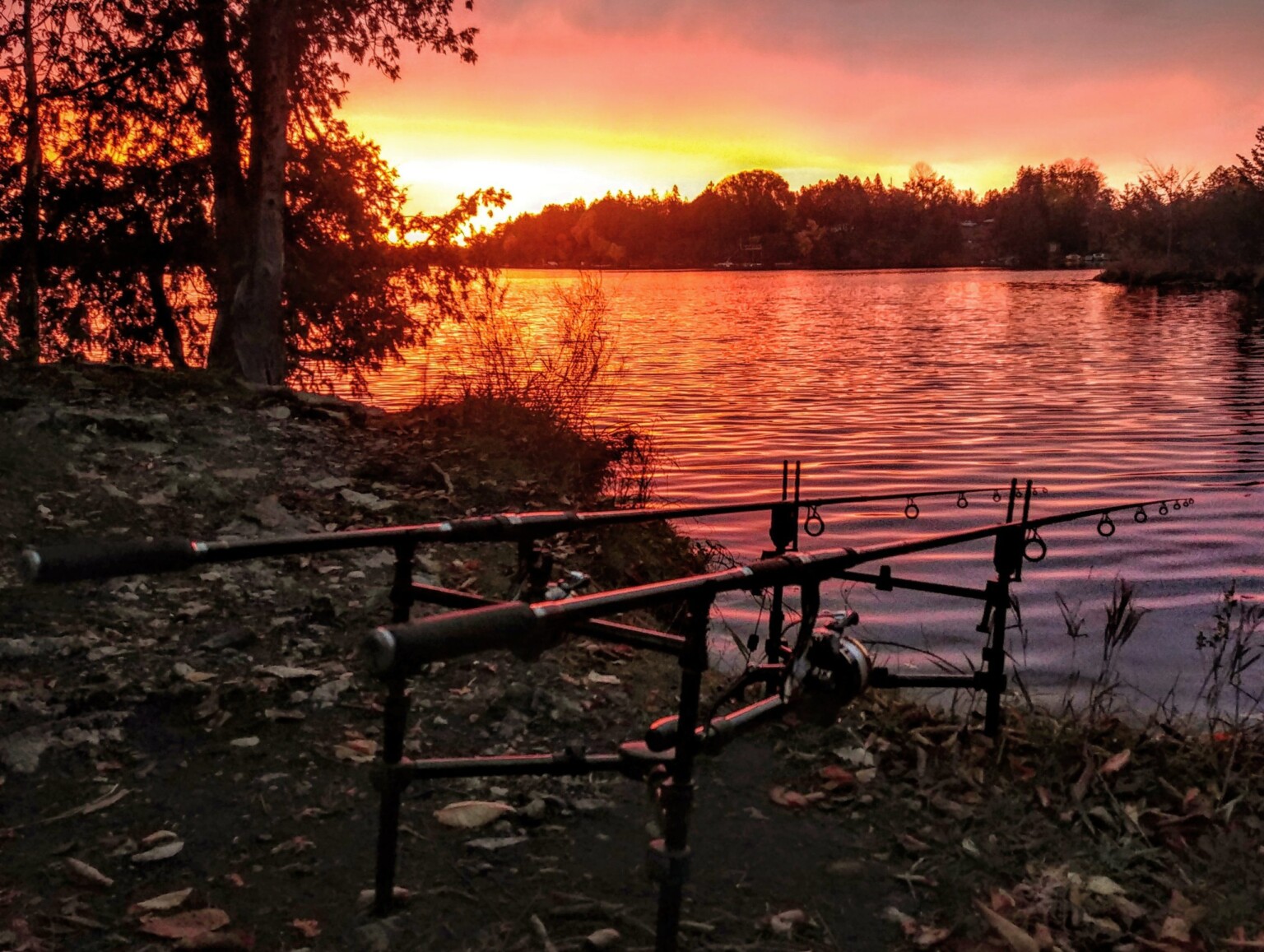 Top 5 Strategies For MultiLine Fishing For Carp In Ontario Fish'n Canada