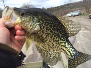 Hunter Goes Fishing for Crappie