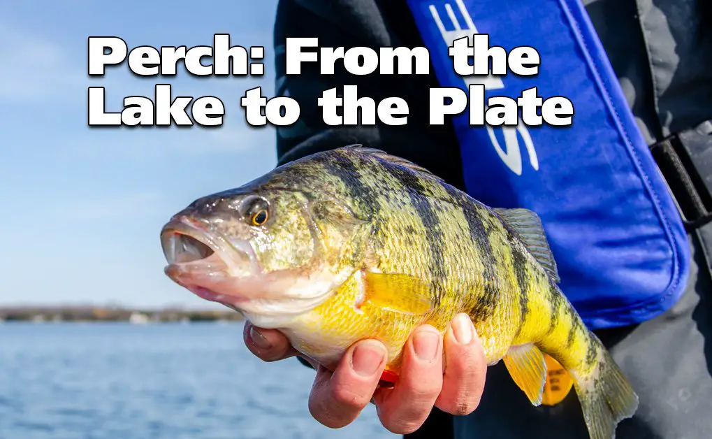 Is Perch Good To Eat? - From the Lake to the Plate | Fish'n Canada