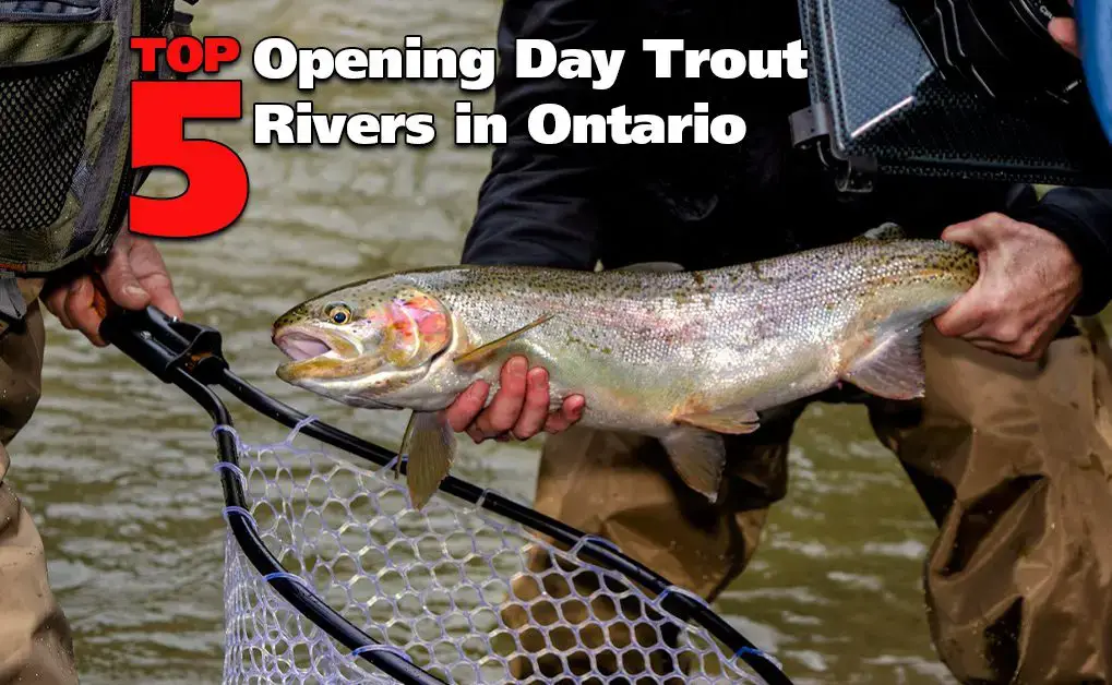 Top 5 Opening Day Trout Rivers in Ontario - Fish'n Canada