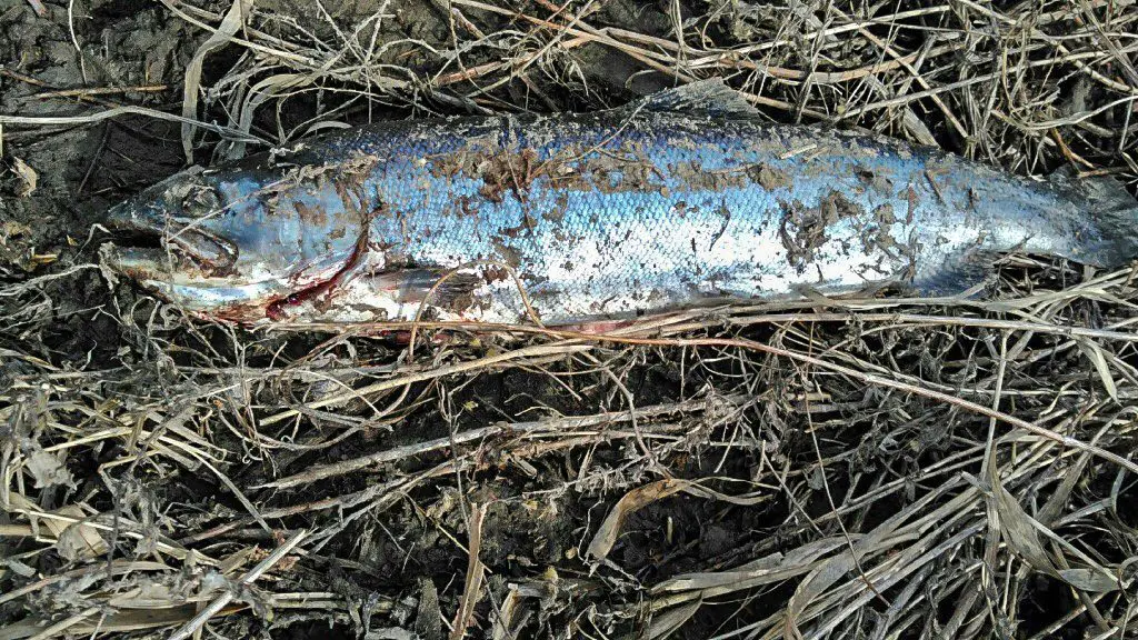 Steelhead left dead on shore by an egg poacher