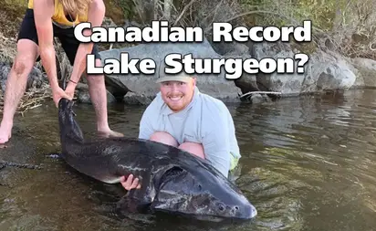 New Canadian Record Lake Sturgeon? - Fish'n Canada