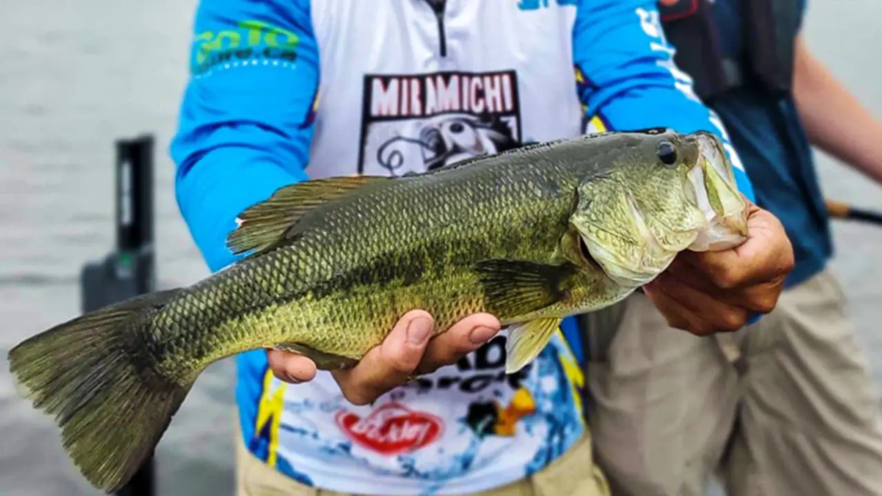 The First-Ever Official Atlantic Canada Largemouth Bass - Fish'n