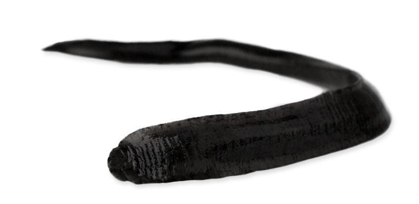Live leech on a white background