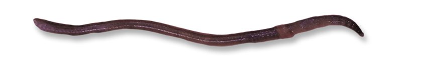 A live worm on a white background