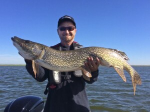 Last Mountain Swimbait Pike – Episode 471