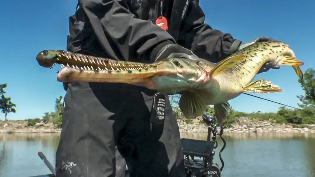 A close-up of a longnose gar