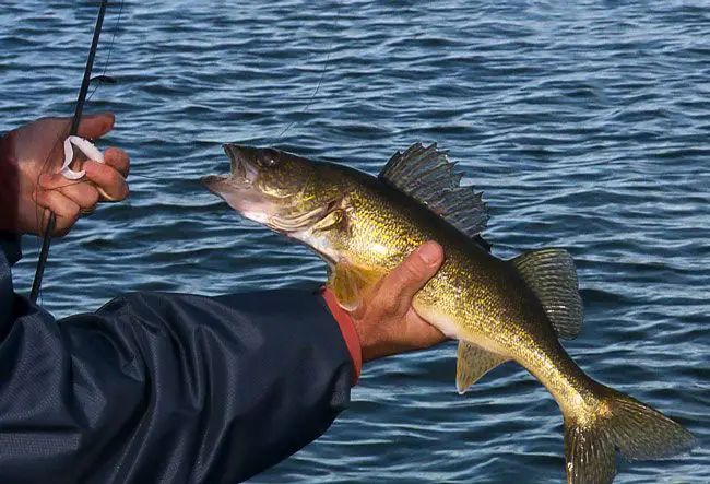 Walleye Fishing In The Shallows