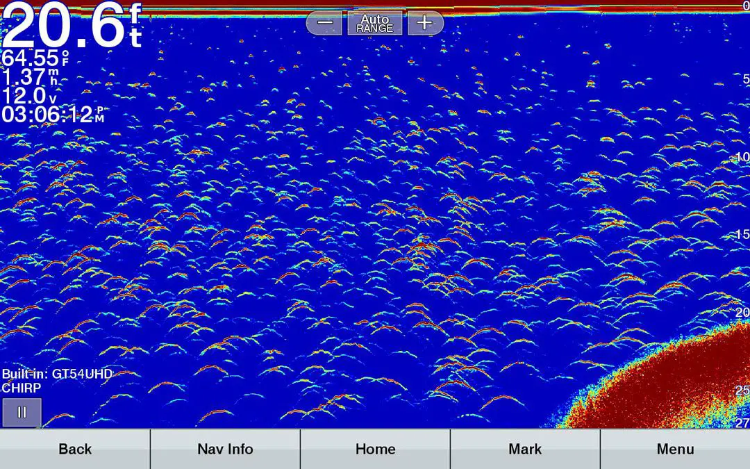 Pike filling the screen of the fish finder along the breakline