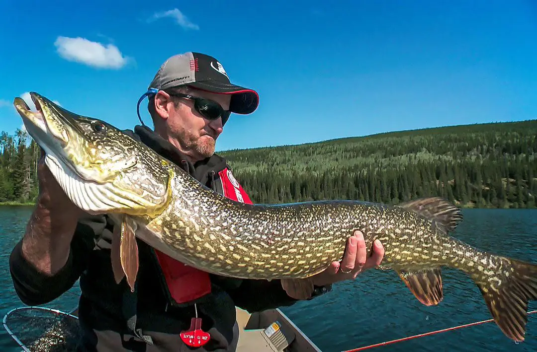 Pete Bowman with a British Columbia Pike on the first cast of the trip