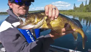 Channel Oriented Walleye – Episode 441