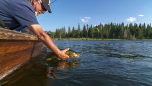 Lake Of The Woods Walleye Population In Dire Straits