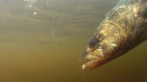 $6,000 In Fines For Over-Fishing Walleye And No Fishing Licence.