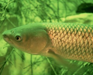 Study on the Risk of Grass Carp in the Great Lakes