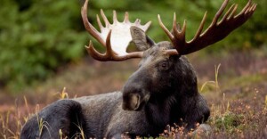 MNRF Moose Management Review for 2021