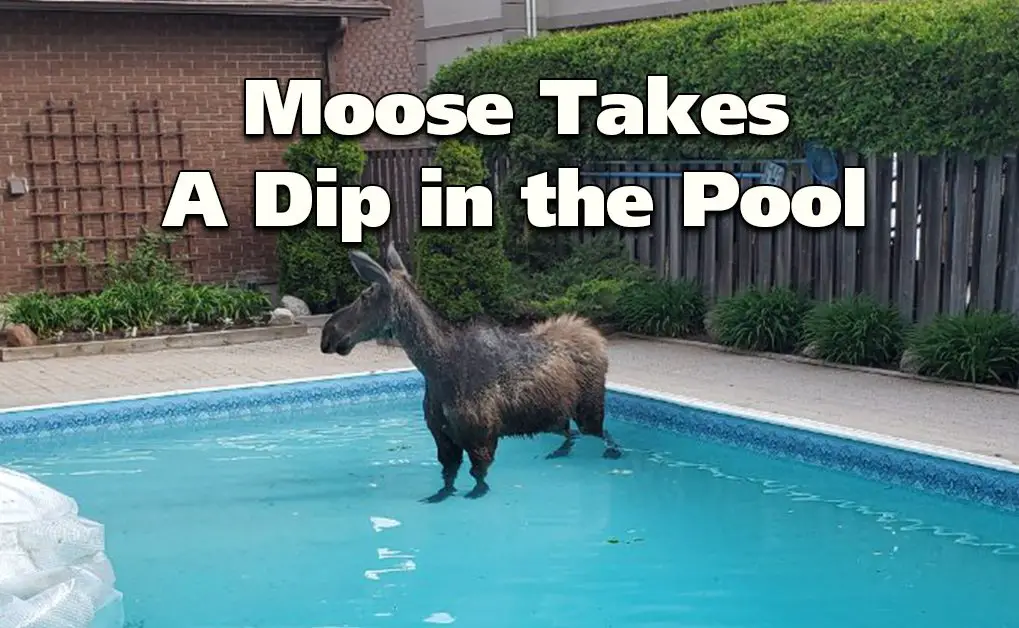 Moose In Pool