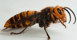 Asian Giant ‘Murder’ Hornets