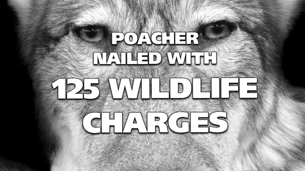 Poacher Nailed