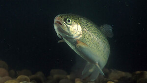 Land Use damaging fish habitat