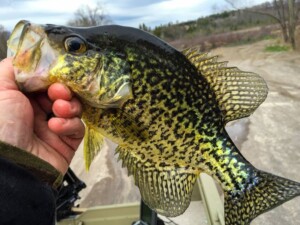 Wood Duck Creek, Rice Lake, Ontario