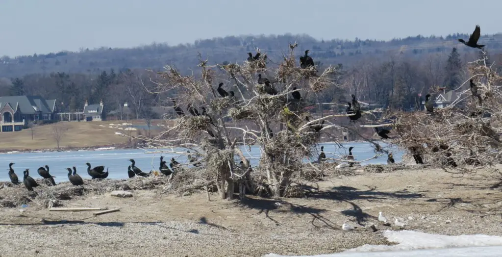 Cormorants on tree