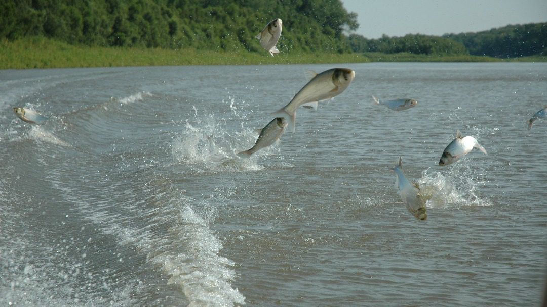 Huge Asian Carp!! #Hardwork #fishing #fishtok #carp #everydayfishing