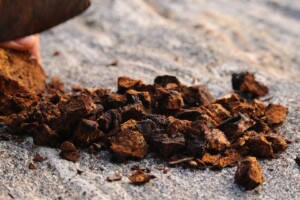 Talking Chaga mushrooms, King of Medicinal Mushrooms with Jerry Ouellette