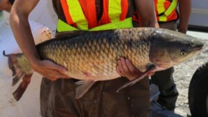 $778 million Project To Stop Asian Carp Entering The Great Lakes