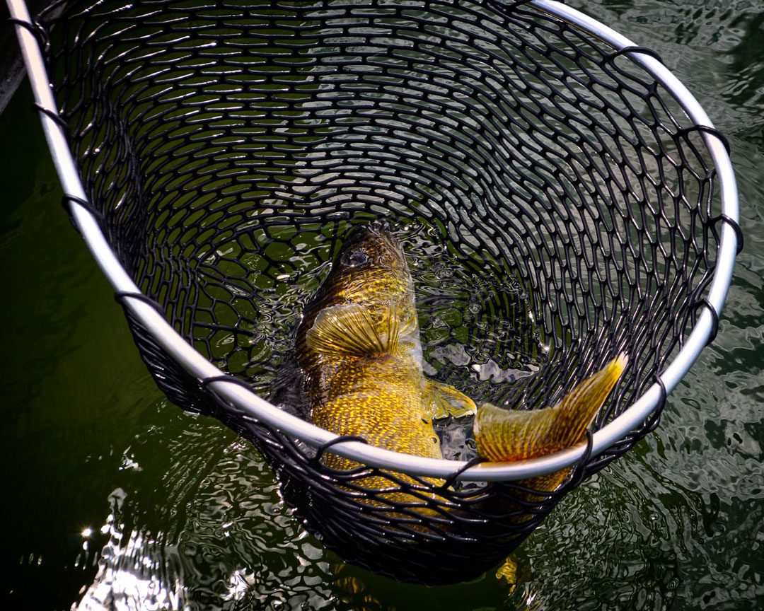 Amazing Cast Net Fishing Skill Catch Giant Fish - Awesome Traditional Net  Fishing on The Sea 