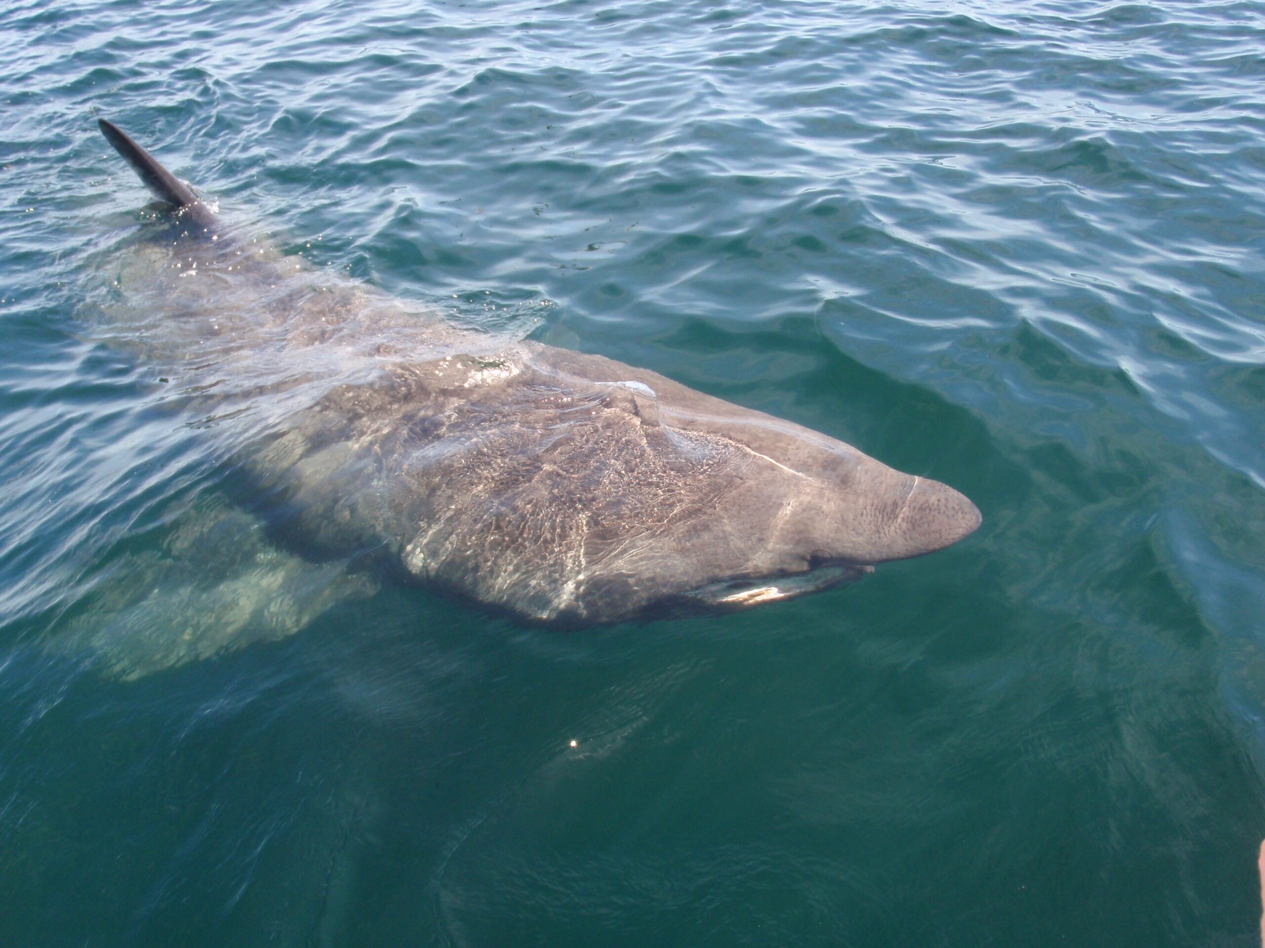 A Basking Shark viewed from above