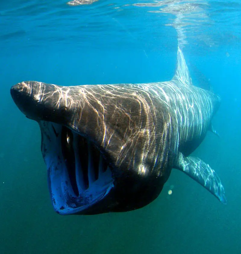 Basking Shark feeding
