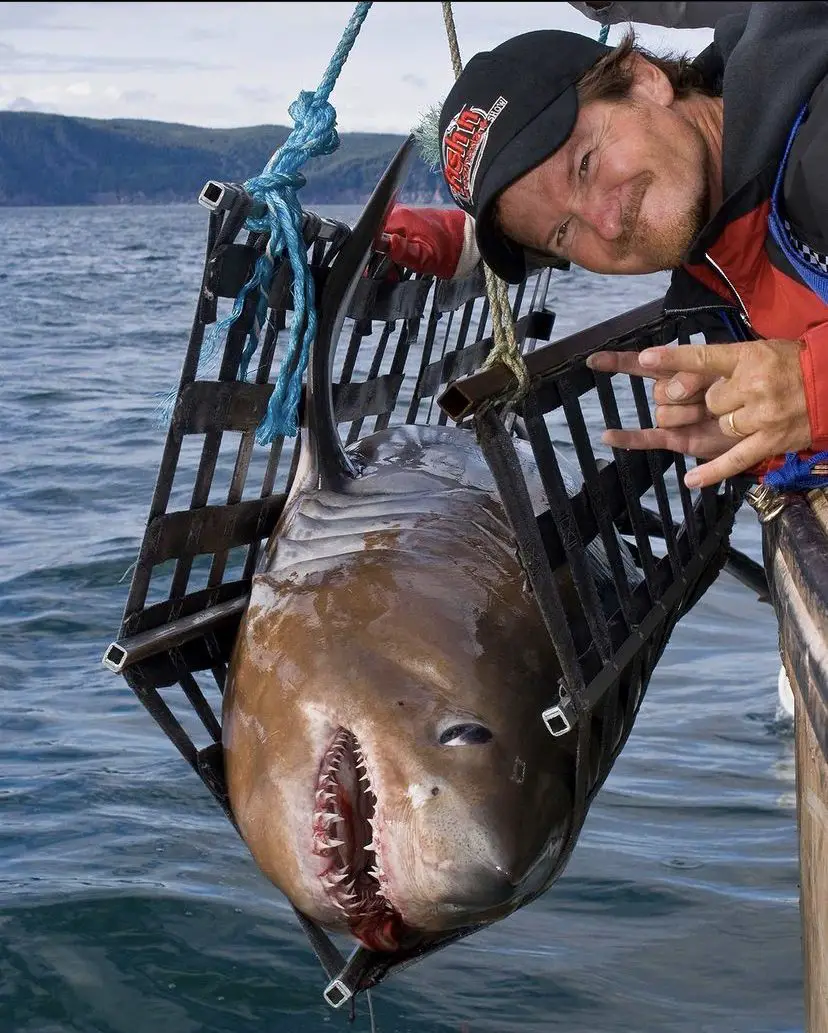 Pete Bowman with a Porbeagle Shark