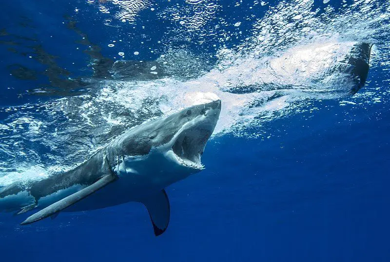 Great White Shark chasing a seal