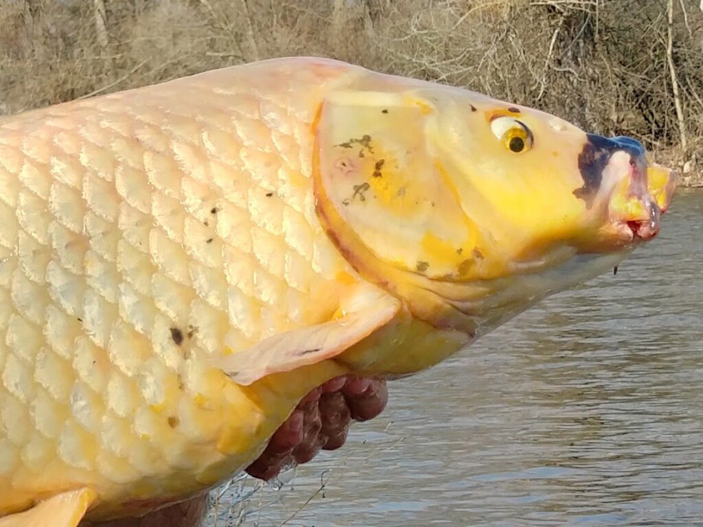 It's very dangerous': Why you shouldn't release your koi fish into